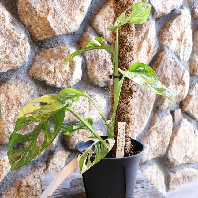 モンステラ・斑入り 観葉植物 オーレア モンステラ斑入り黄斑入り